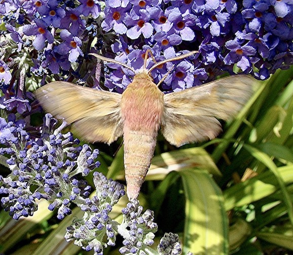 small elephant hawkmoth